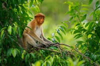 Kahau nosaty - Nasalis larvatus - Proboscis Long-nosed Monkey o8707